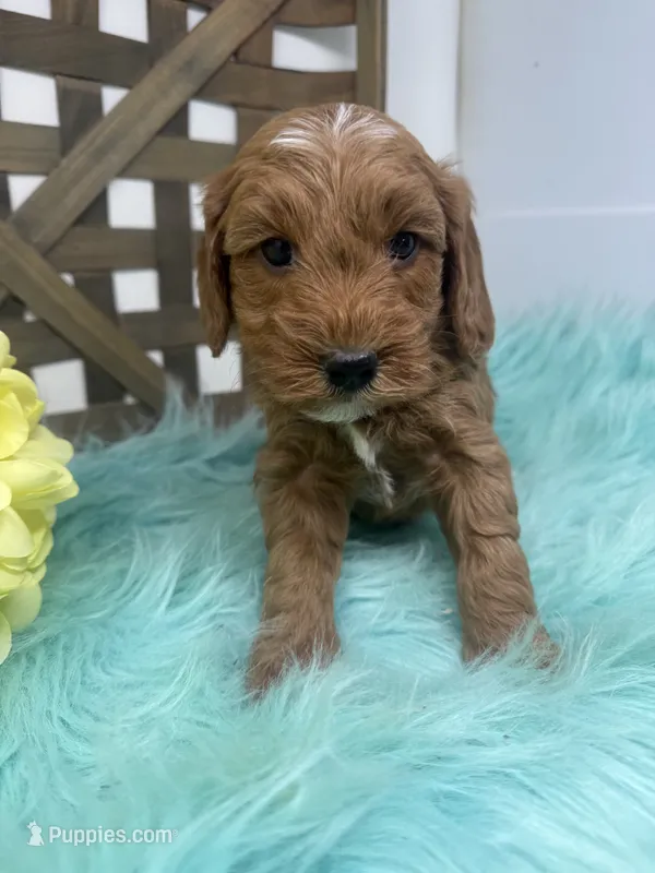 Max- Mini  – Miniature Goldendoodle puppy for sale in Dyersville, IA