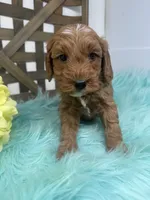 Max- Mini , a male Miniature Goldendoodle for sale in Dyersville, IA – 1 of 10