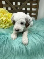 Sprinkles- mini , a female Miniature Goldendoodle for sale in Dyersville, IA – 2 of 5