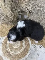 Tri mini , a female Miniature Bernedoodle for sale in Dyersville, IA – 8 of 8