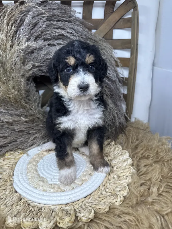 Tri girl medium  – Bernedoodle puppy for sale in Dyersville, IA