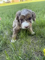 Merle mini , a female Miniature Bernedoodle for sale in Dyersville, IA – Photo 4 of 5
