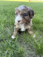 Merle mini , a female Miniature Bernedoodle for sale in Dyersville, IA – Photo 3 of 5