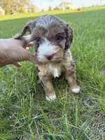 Merle mini , a female Miniature Bernedoodle for sale in Dyersville, IA – Photo 2 of 5