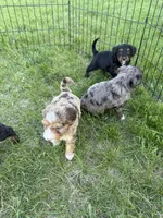 Merle mini , a female Miniature Bernedoodle for sale in Dyersville, IA – Photo 5 of 5