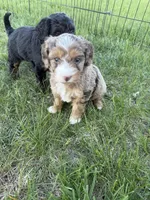 Merle mini , a female Miniature Bernedoodle for sale in Dyersville, IA – Photo 1 of 5