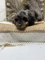 Petite Merle , a male Miniature Bernedoodle for sale in Dyersville, IA – 2 of 6