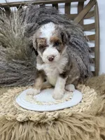 Merle chocolate girl , a female Bernedoodle for sale in Dyersville, IA – 7 of 9