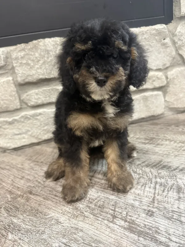 Petite girl  – Miniature Bernedoodle puppy for sale in Dyersville, IA