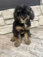 Petite girl , a female Miniature Bernedoodle for sale in Dyersville, IA – 1 of 6