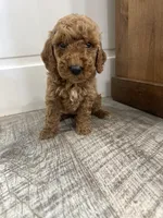 May-mini, a female Miniature Goldendoodle for sale in Dyersville, IA – 2 of 5