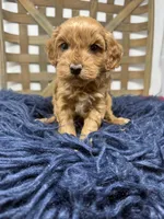 Mini , a female Miniature Goldendoodle for sale in Dyersville, IA – 7 of 7