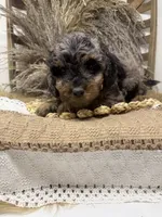 Petite Merle , a male Miniature Bernedoodle for sale in Dyersville, IA – 5 of 6