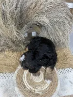 Tri , a male Miniature Bernedoodle for sale in Dyersville, IA – 7 of 7