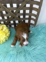 Tuxedo- Mini, a male Miniature Goldendoodle for sale in Dyersville, IA – 9 of 10