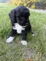 Milo-mini , a male Miniature Bernedoodle for sale in Dyersville, IA – 5 of 9
