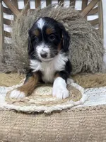 Tri girl , a female Miniature Bernedoodle for sale in Dyersville, IA – 2 of 7