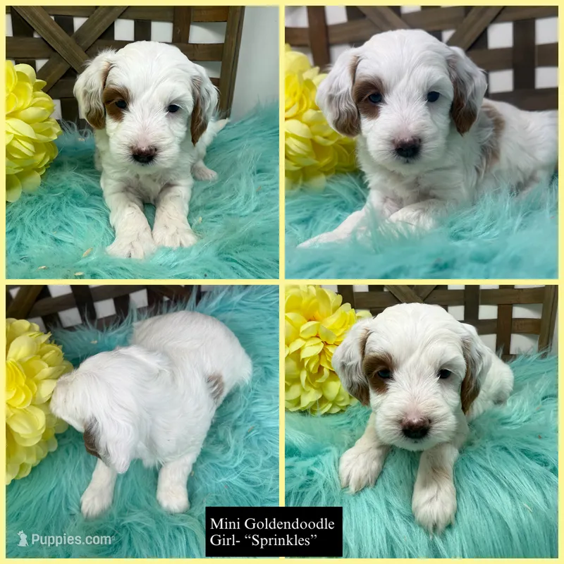Sprinkles- mini  – Miniature Goldendoodle puppy for sale in Dyersville, IA