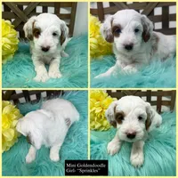 Sprinkles- mini , a female Miniature Goldendoodle for sale in Dyersville, IA – 1 of 5