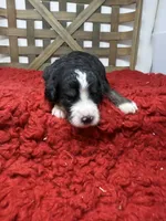 F1 tri boy , a male Bernedoodle for sale in Dyersville, IA – 3 of 6