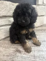 Maggie , a female Miniature Bernedoodle for sale in Dyersville, IA – 4 of 5