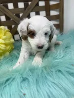 Sprinkles- mini , a female Miniature Goldendoodle for sale in Dyersville, IA – 5 of 5