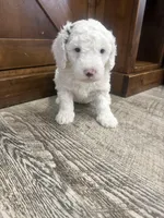 Snowflake-Mini , a female Miniature Bernedoodle for sale in Dyersville, IA – Photo 5 of 8