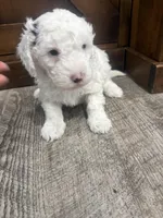 Snowflake-Mini , a female Miniature Bernedoodle for sale in Dyersville, IA – Photo 4 of 8