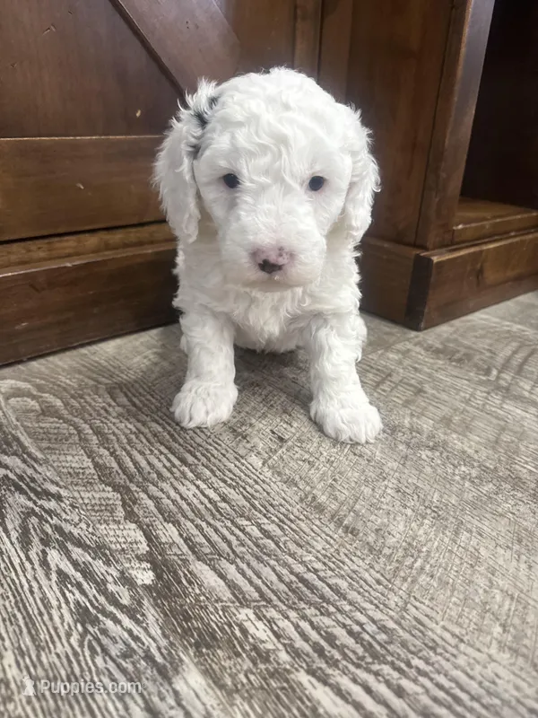 Snowflake-Mini  – Miniature Bernedoodle puppy for sale in Dyersville, IA