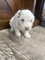 Snowflake-Mini , a female Miniature Bernedoodle for sale in Dyersville, IA – Photo 7 of 8