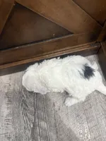 Snowflake-Mini , a female Miniature Bernedoodle for sale in Dyersville, IA – Photo 6 of 8