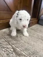 Snowflake-Mini , a female Miniature Bernedoodle for sale in Dyersville, IA – Photo 3 of 8