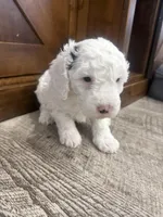 Snowflake-Mini , a female Miniature Bernedoodle for sale in Dyersville, IA – Photo 2 of 8