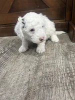Snowflake-Mini , a female Miniature Bernedoodle for sale in Dyersville, IA – Photo 8 of 8