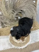 Mini Tri , a male Miniature Bernedoodle for sale in Dyersville, IA – 6 of 7