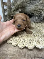 Mini Girl , a female Miniature Goldendoodle for sale in Dyersville, IA – 6 of 7