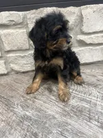 Mia, a female Miniature Bernedoodle for sale in Dyersville, IA – 3 of 4