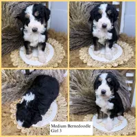 Tri girl medium 2 , a female Bernedoodle for sale in Dyersville, IA – 2 of 8