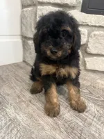 Holly, a female Miniature Bernedoodle for sale in Dyersville, IA – 2 of 6
