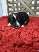 F1 tricolor , a female Bernedoodle for sale in Dyersville, IA – 4 of 7