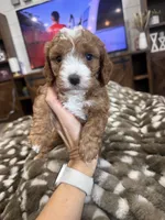 Bambi-mini , a female Miniature Goldendoodle for sale in Dyersville, IA – 8 of 8