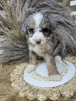 Merle medium , a female Bernedoodle for sale in Dyersville, IA – 5 of 6