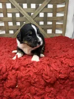 F1 tricolor , a female Bernedoodle for sale in Dyersville, IA – 3 of 7