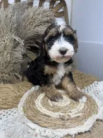 Tri , a male Miniature Bernedoodle for sale in Dyersville, IA – 6 of 7