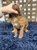 Red mini , a female Miniature Goldendoodle for sale in Dyersville, IA – 6 of 6