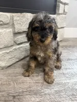 Taz -20 lbs , a male Miniature Bernedoodle for sale in Dyersville, IA – 4 of 4