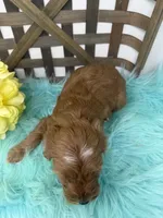 Max- Mini , a male Miniature Goldendoodle for sale in Dyersville, IA – 10 of 10