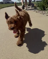 Dash- Mini , a male Miniature Goldendoodle for sale in Dyersville, IA – 7 of 8