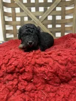 Mini girl , a female Miniature Bernedoodle for sale in Dyersville, IA – 5 of 6