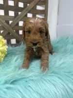 Max- Mini , a male Miniature Goldendoodle for sale in Dyersville, IA – 3 of 10
